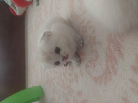 British shorthair 0-3 aylık