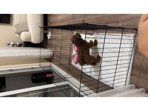 5 aylık poodle yavrumuz lidya