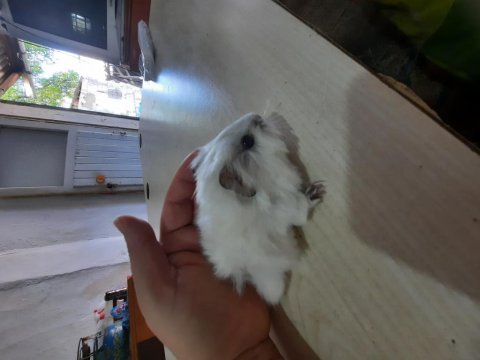 Peruvan ginepig yavrularımız