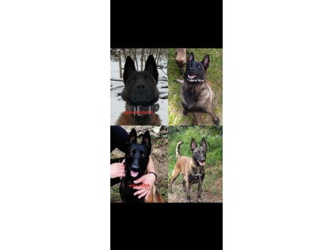 Şecereli malinois köpekler