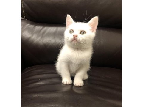 Safkan british shorthair