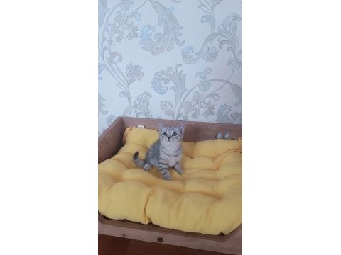 Silver tabby yavrularımız british shorthair