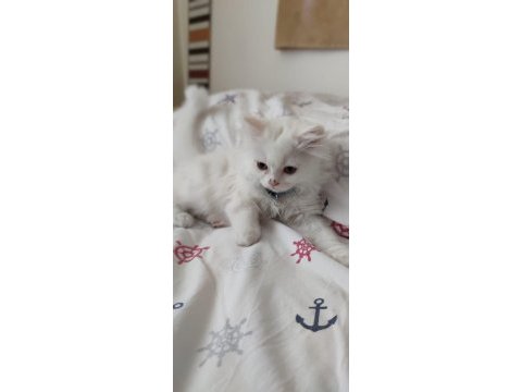 British longhair erkek