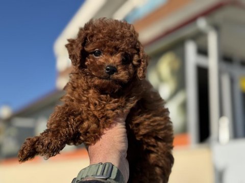 Show kalite redbrown toy poodle ziyarete açık