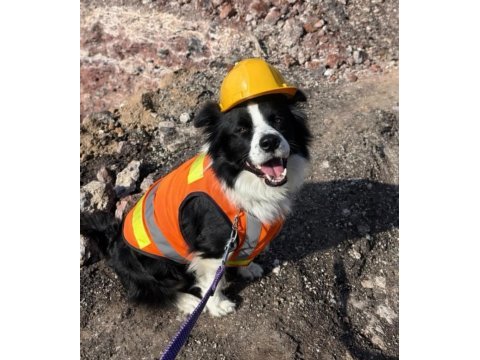 Evinizin neşesi border collie her yere kapıda ödeme
