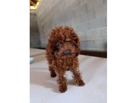 Kore erkek poodle