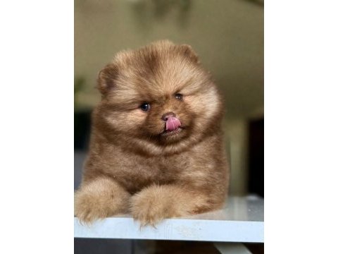 Dişi mavi göz teddy bear garantili yavru pomeranian