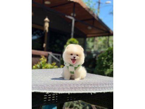 Sağlık ve ırk garantili pomeranian