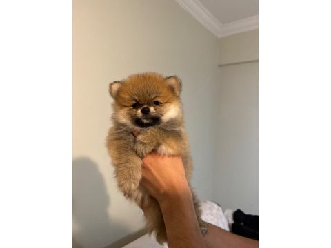 Pomeranıan boo ayı surat