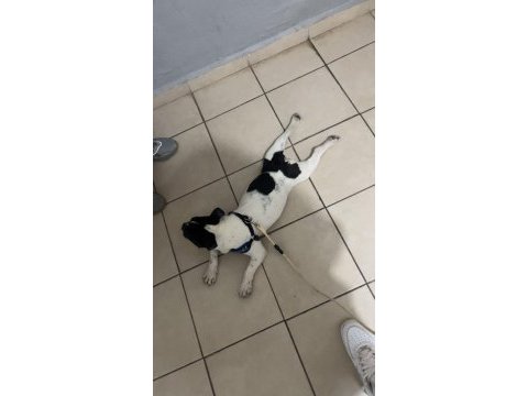 6 aylık french bulldog
