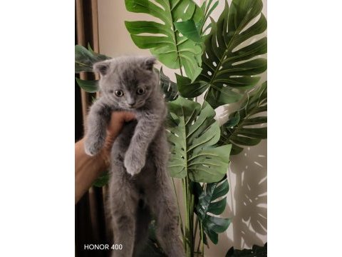Chinchilla yavru kedimiz