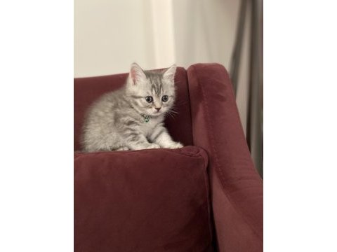 1,5 aylık 1 erkek ve 1 dişi british shorthair yavru