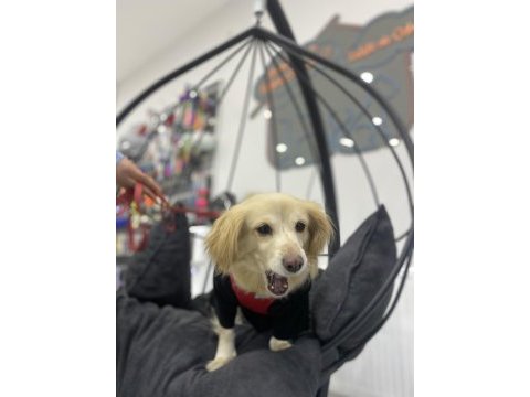 Ücretsiz rus finosu terrier köpeğime aile arıyorum