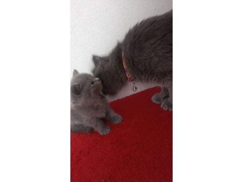 Teslime hazır bebek kedilerim
