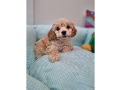 Toy poddle yavrularımız