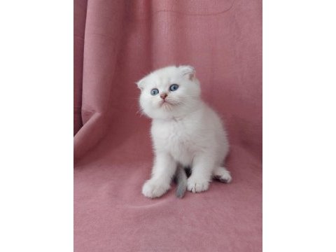 Teslime hazır dişi british shorthair yavrumuz