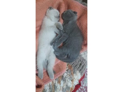 Dişi erkek mevcut british shorthair