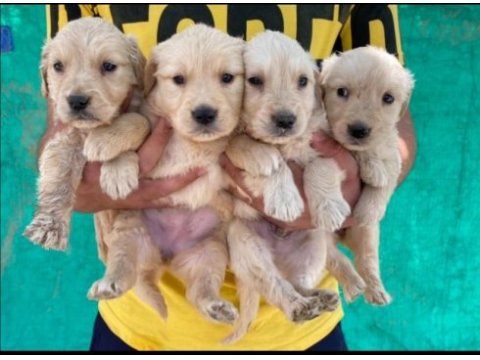 Golden retriever yeni doğan yavrular