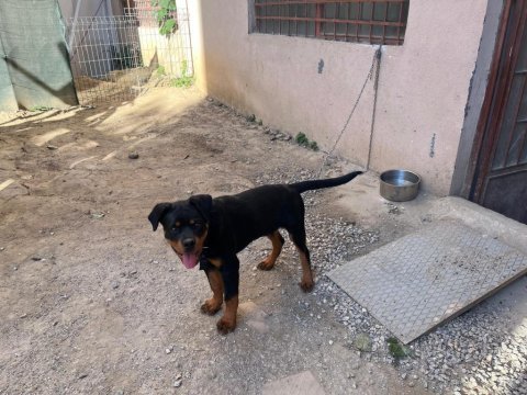 Safkan rottweiler erkek