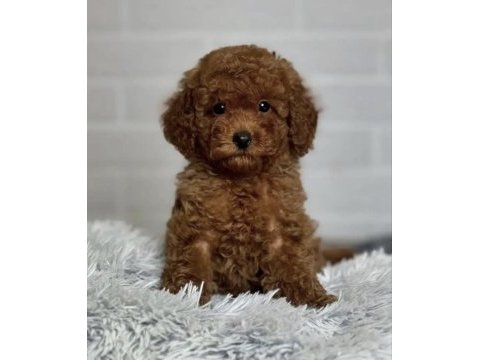 Toy poodle bakımlı