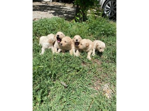 Golden retriever yeni doğan yavrular
