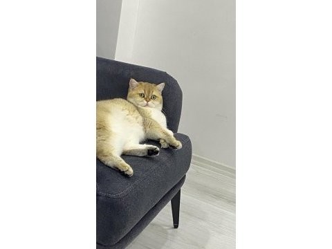 British shorthair kedisi