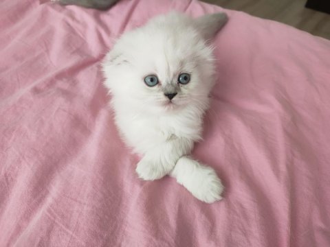 Longhair scottish fold