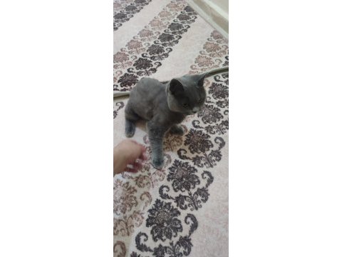 Akıllı ve sevimli british shorthair