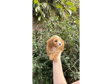 Sevimli maltipoo yavrumuz