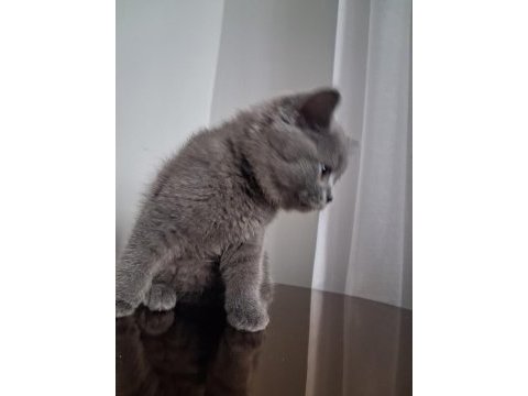 2.5 aylık erkek british shorthair