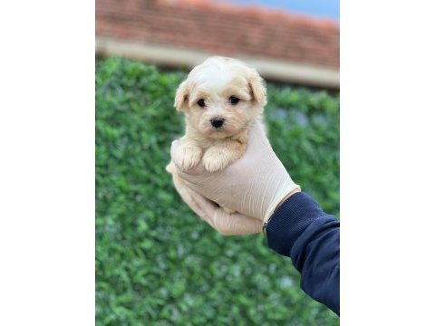 Sağlık garantili maltipoo yavrular