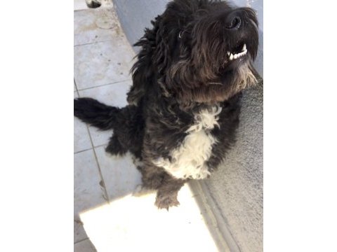Black russian terrier