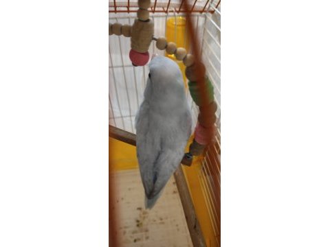 Forpus papağanı iki aylık