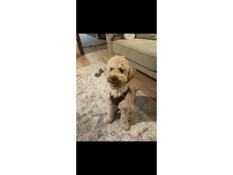 10 aylık poodle sahibim olurmusun