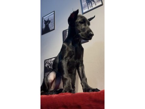 Simsiyah egzotik doberman bebekler