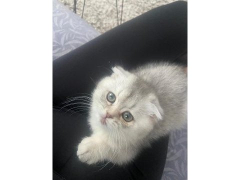 Yavru dişi eğitimli aşılı karneli scottish fold