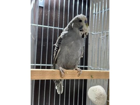 9 aylık erkek muhabbet kuşu