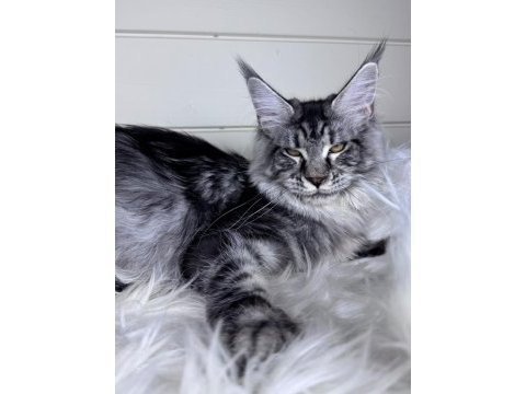 Dev maine coon dişi ns22