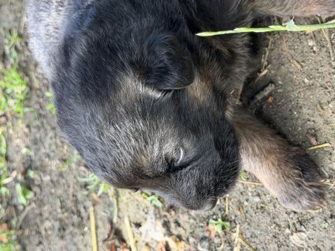 K9 alman kurdu yavrularımız potyumda