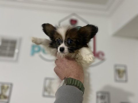 Petmode köpek çiftliğinden  tea cup papillon yavrumuz