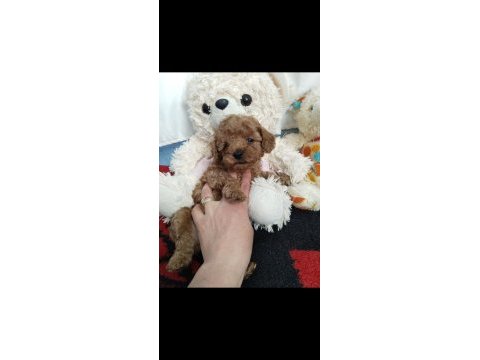 Sizi bekleyen toy poodle afacanlar