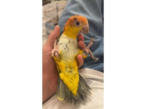 Full+full evcil kayık papağanımız rakam uygun bilezikli