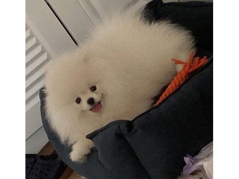 4 aylık saf ırk erkek pomeranian boo