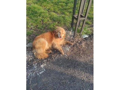 Anne köpeğimiz ve iki kızına ömürlük yuva arıyorum