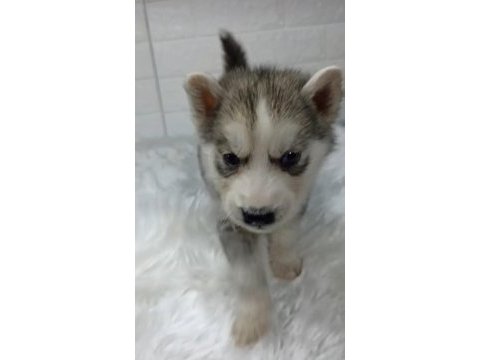 Husky yavrularımız