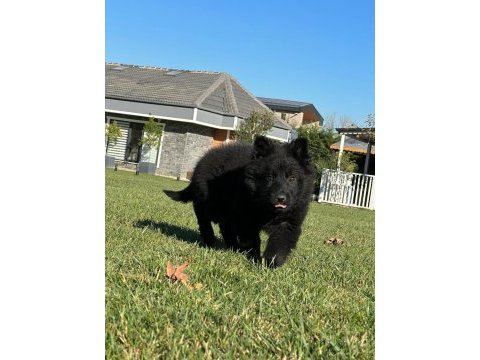 Solid black alman çoban köpeği yavruları ıstanbul