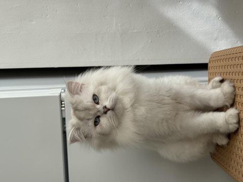 British longhair kedisi