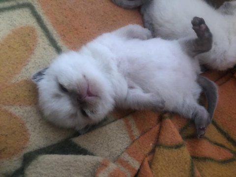 British shorthair kedilerimiz 6 adet