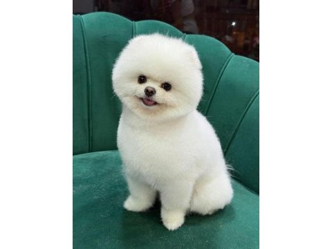 Ayı surat teddy boo yavrular
