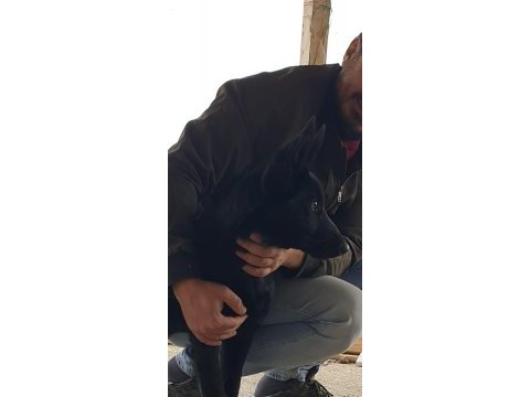 Irkının en iyisi siyah kurt köpeği